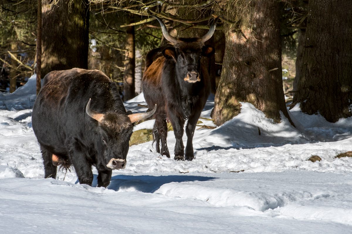 Heck cattle in Oostvaardersplassen, the Netherlands. 