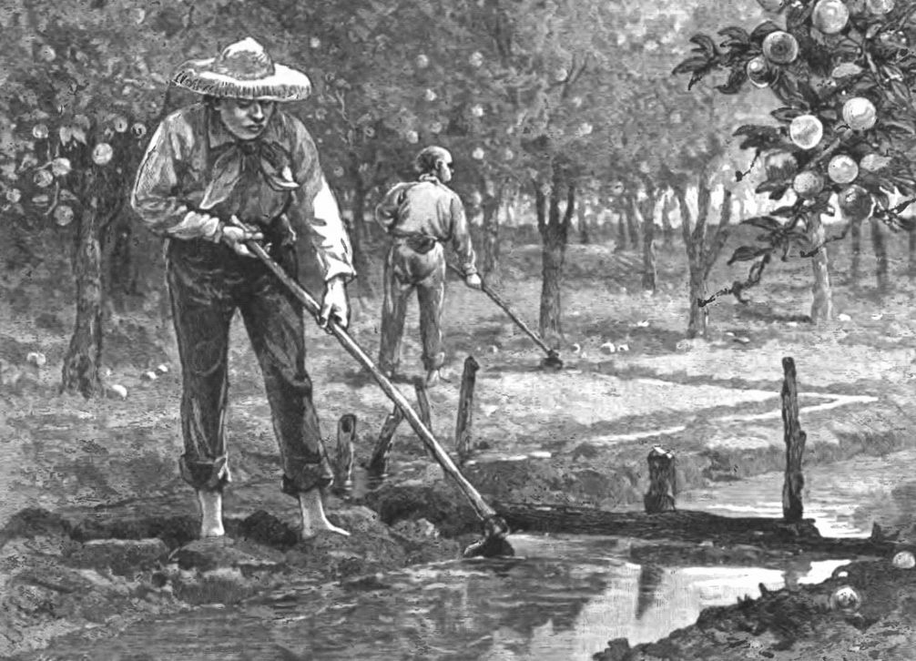 Chinese immigrants, like this man in an orange orchard, played an important role in American agriculture.