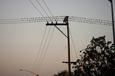 Starlings on a telegraph pole