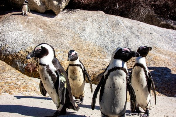SA Penguins are very social animals. Like for all the penguins, communication is essential for recognition of families and couples. They emit a unique sound like  that is usually accompanied by intensive gesturing.