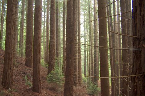 The redwoods.
