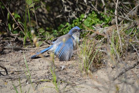Scrub jays, among other birds, like to rub themselves with ants.