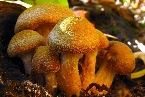 Armillaria gallica