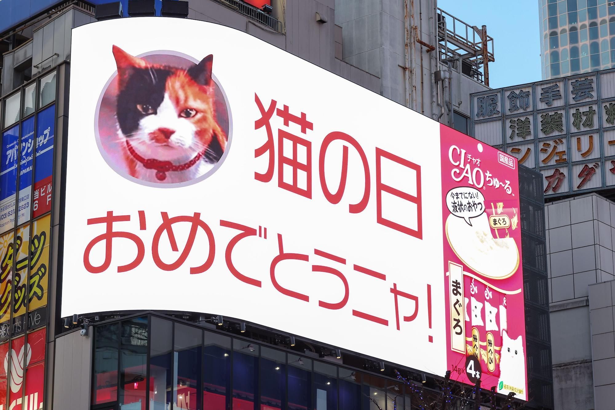 This giant billboard on February 22, 2022 mentions Cat Day.