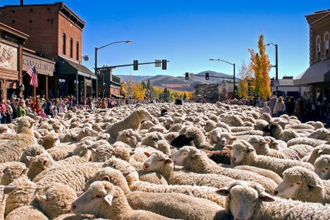 The Trailing of Sheep is an annual festival marking the return of sheep from their high-mountain pastures.