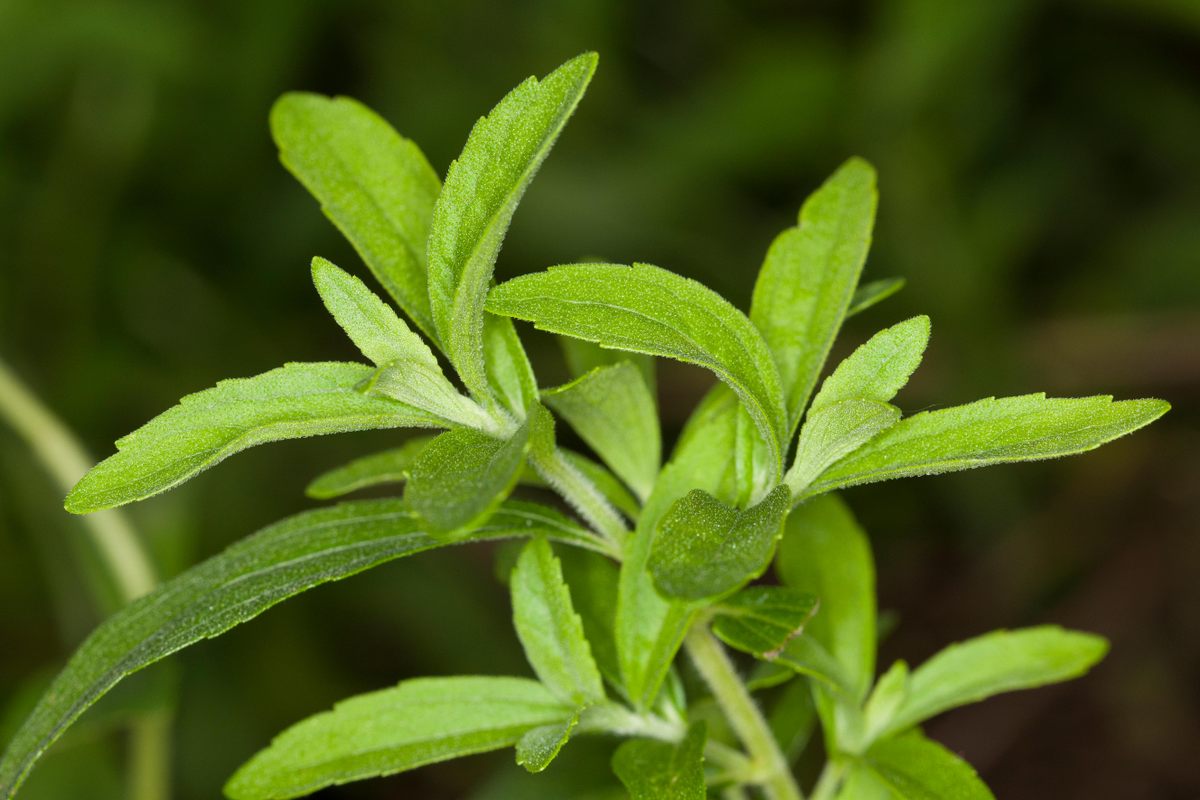 The Indigenous Tribes Fighting to Reclaim Stevia From Coca-Cola ...