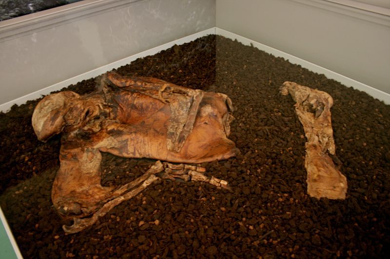 Lindow Man, on display at the British Museum.