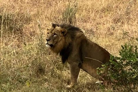 Nairobi National Park