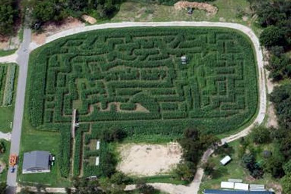 Aerial view of the annual corn maze