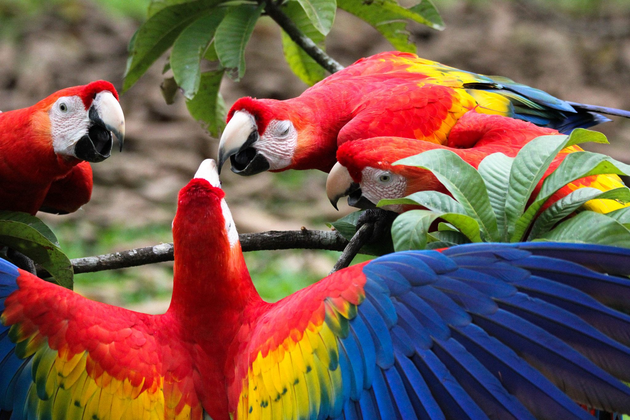 Scarlet macaws planning an escape?