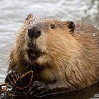 Profile image for beaver