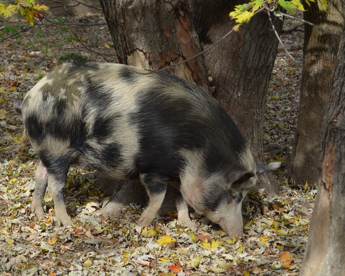 A captive Ossabaw hog.