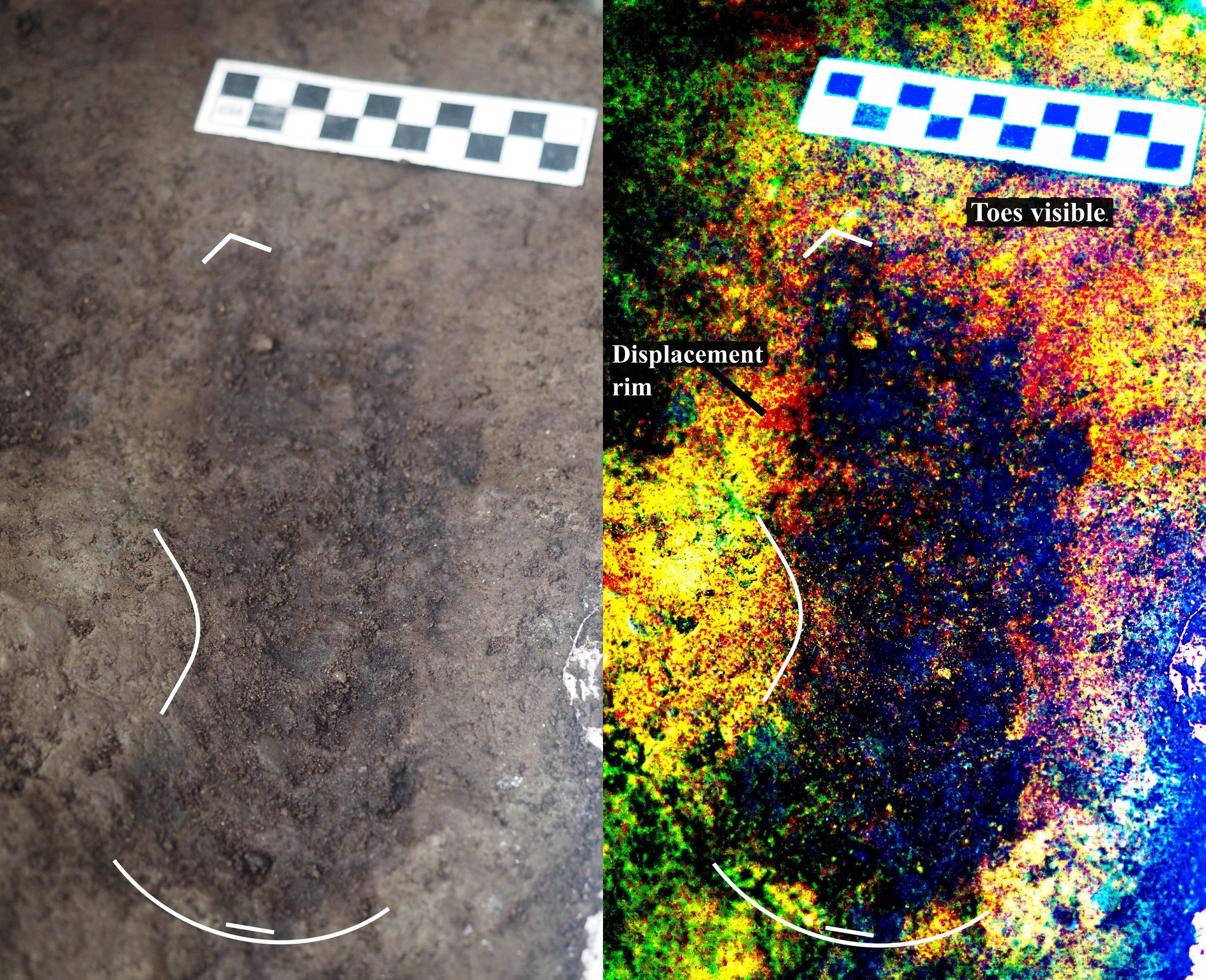 A photo of one of the footprints (left) and a digitally enhanced image of it (right). The toe impressions and arch indicate that it is from a right foot.