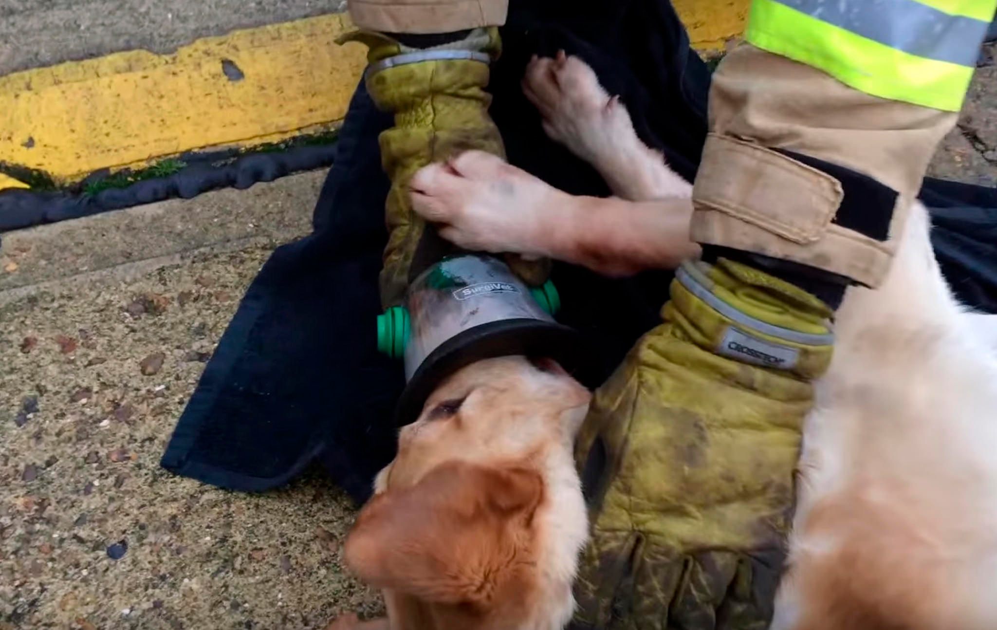 A dog is administered an oxygen mask specifically designed for pets.