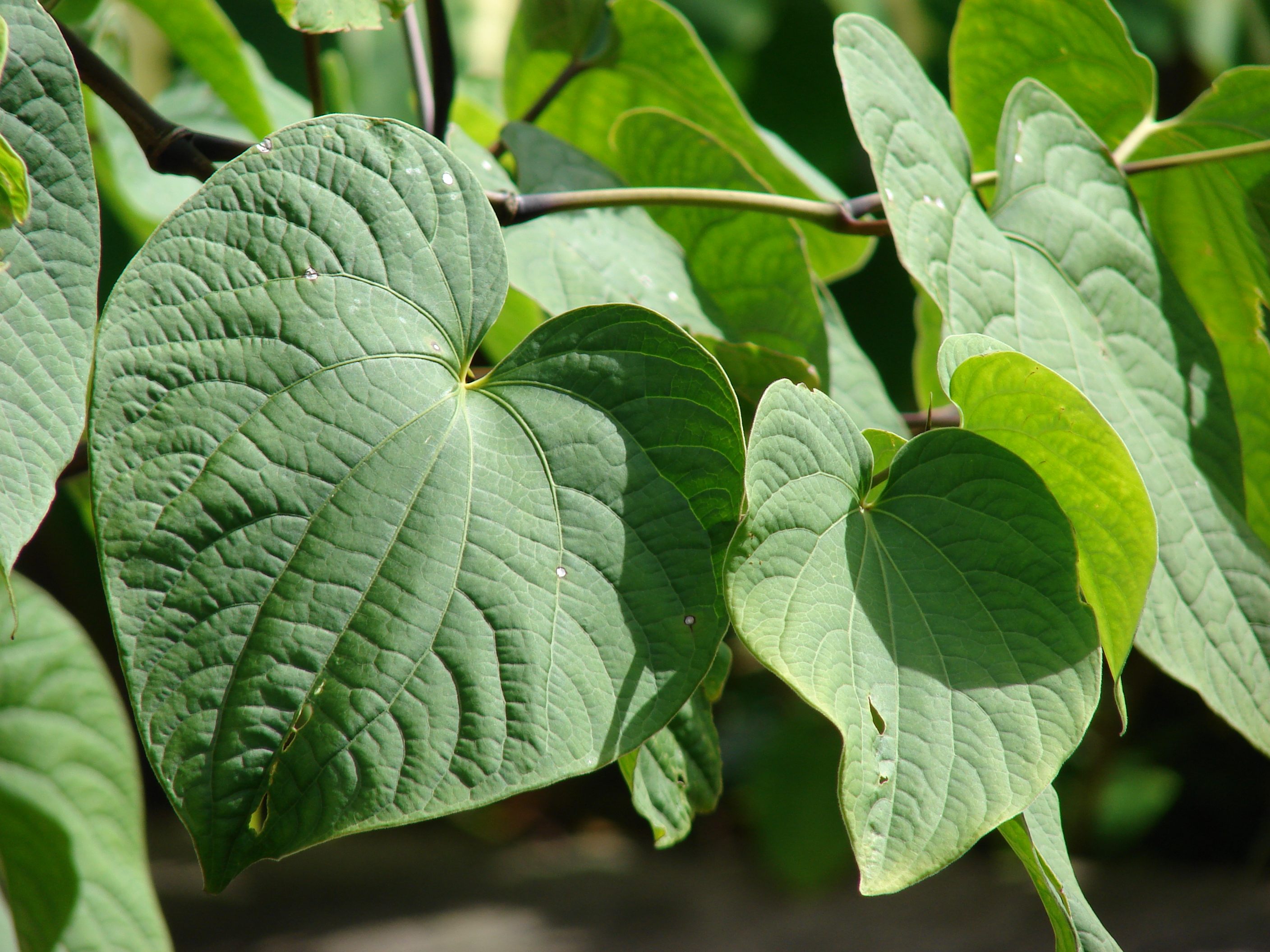 The heart-shaped leaves of the kava plant.