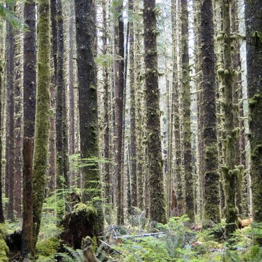 Olympic National Park: Hoh Rainforest.