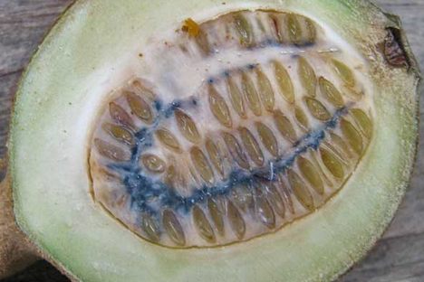 A bisected jagua, showing the color-changing oxidation in progress.