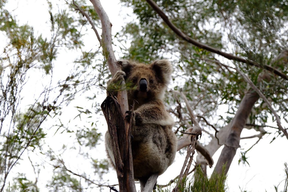 A Kangaroo Island koala living a blissfully STI-free life.