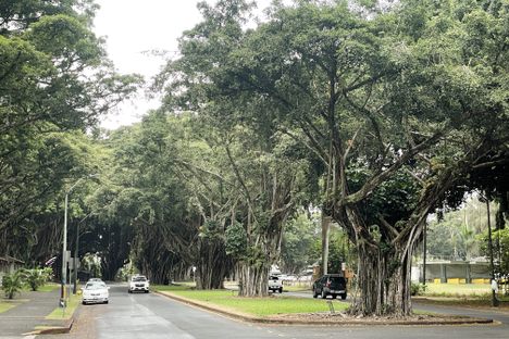 Cecil B. de Mille's Tree on Banyan Drive, among others