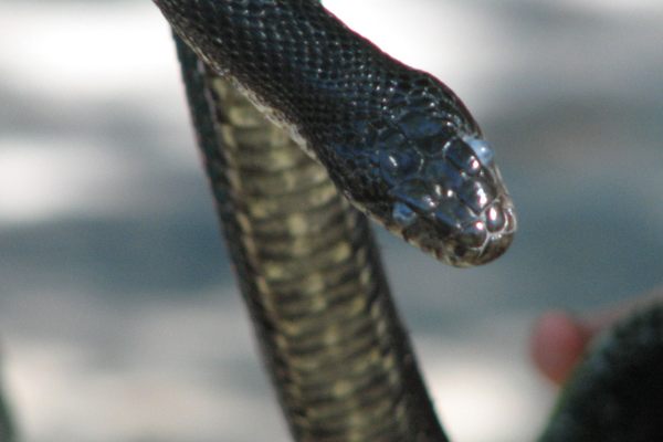 Toilet Cobra Terrorizes Apartments in South Africa After Escaping Catcher's  Grip - Atlas Obscura