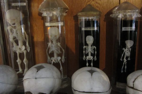 Part of the collection at the Hrdlička Museum of Anthropology.
