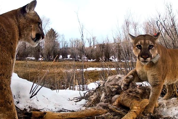 Two cougars dine on a carcass in Wyoming.