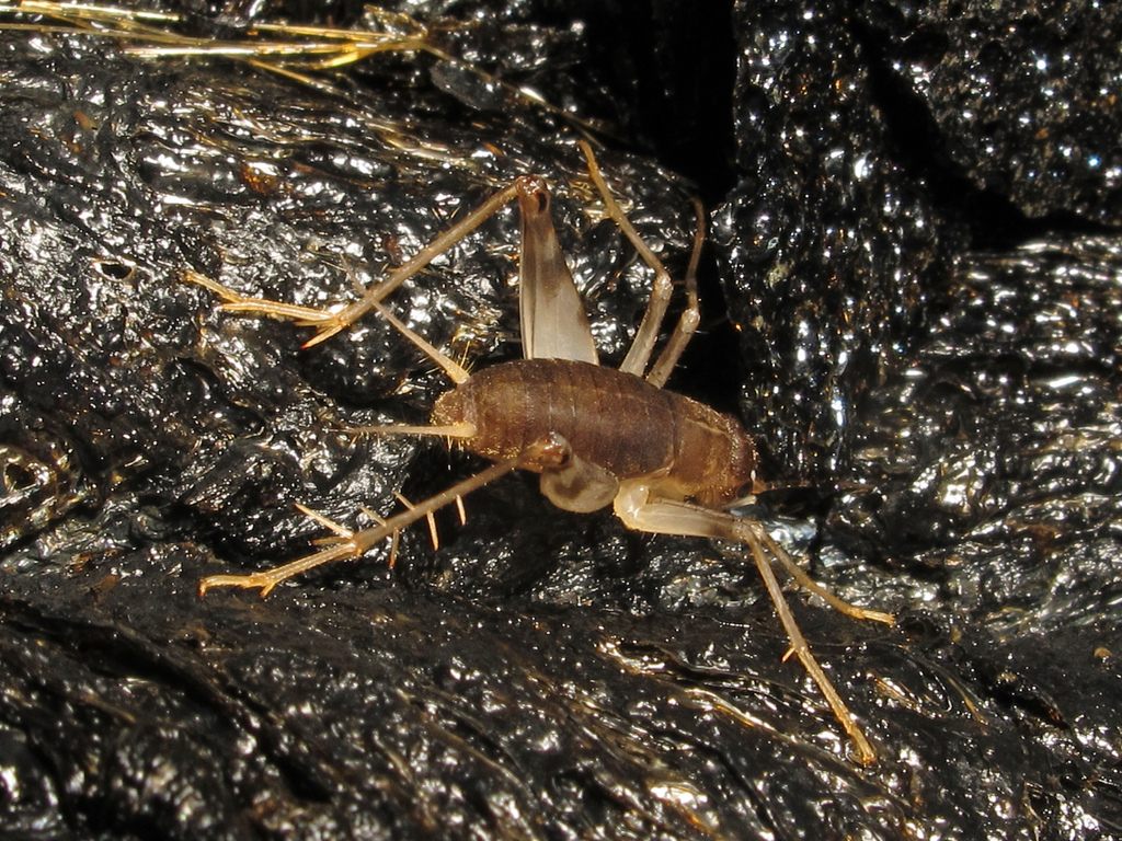 A Peek Inside the Extremely Metal Life of Lava Crickets