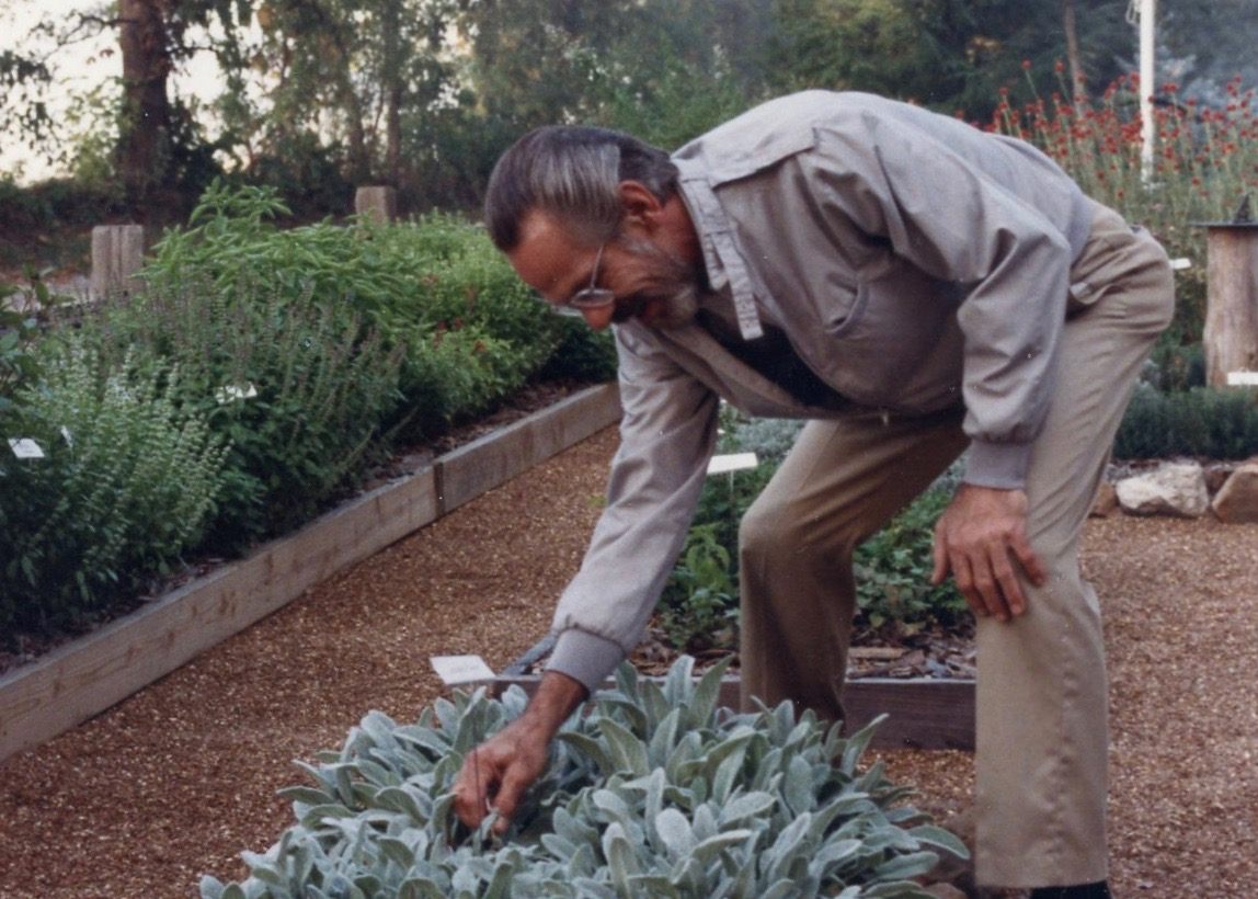 Breeding mint calls for patience and meticulous documentation.