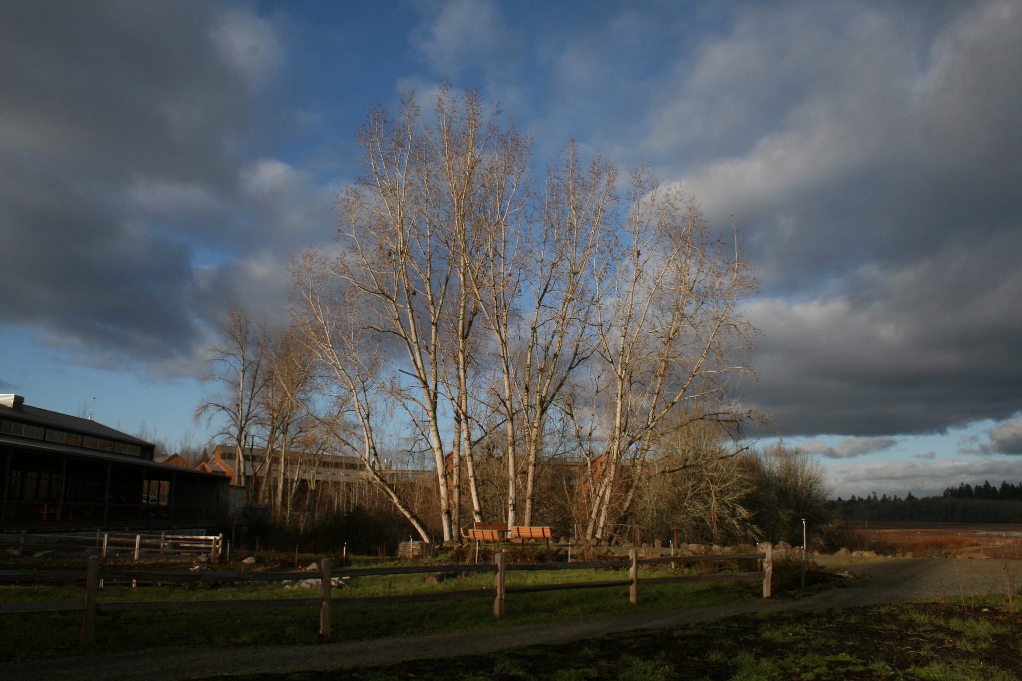 Black cottonwood trees in Oregon.