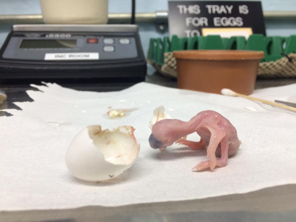 The chick was tiny, tiny, tiny—about the size of a quarter.
