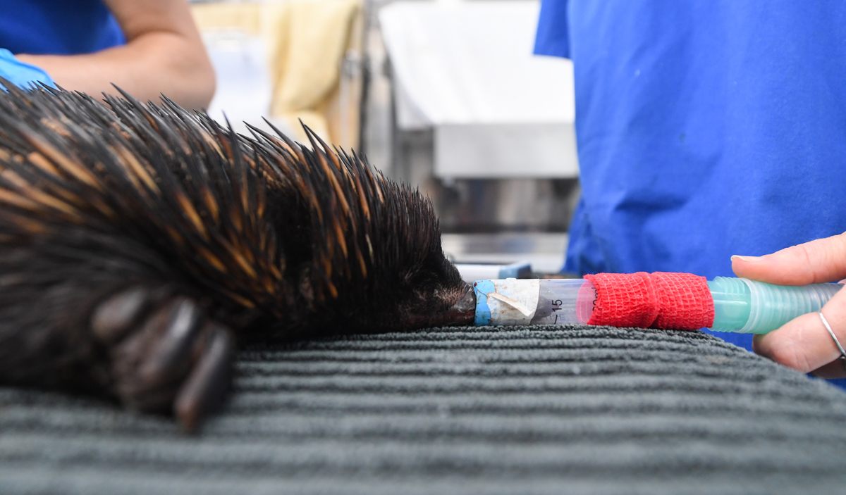 An echidna was found injured beside a road as it fled flood waters.