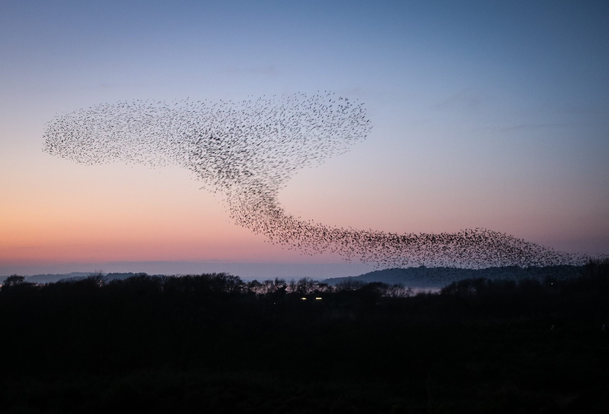 #murmuration, #holycrap.