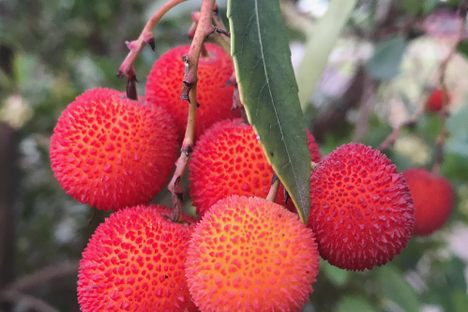 Most people would just walk by this fruit, rich with history and culinary potential.