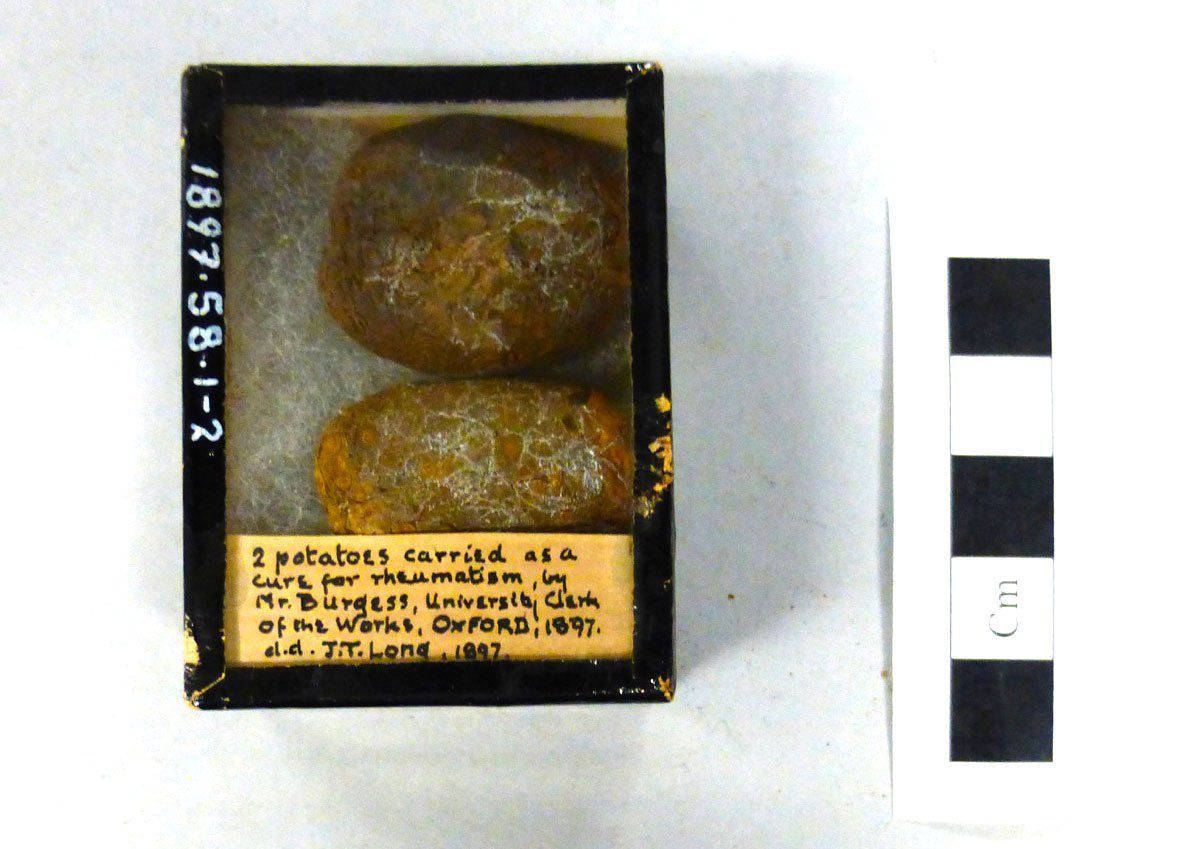 These two potatoes were carried by a university clerk.