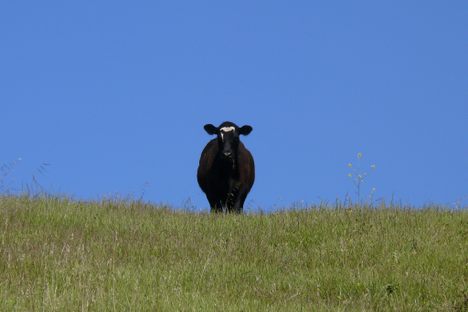 Even miles inland, cows' overgrazing can have offshore consequences.