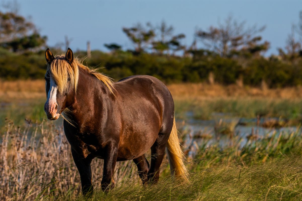 The Chincoteague ponies, which roam freely on Assateague's beaches and marshlands, are beloved by visitors regardless of their origin.