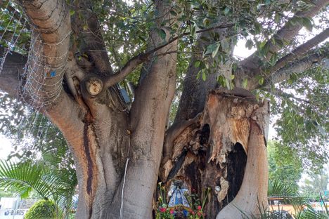 Tree Shrine