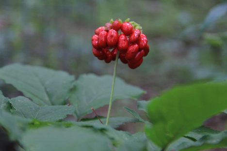 In forest farming, ripe ginseng berries are harvested, the seeds are extracted, and then planted in the fall.