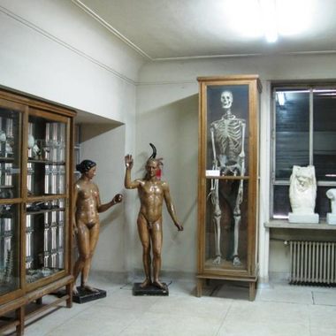 Museum of Anatomy, Javier Puerta