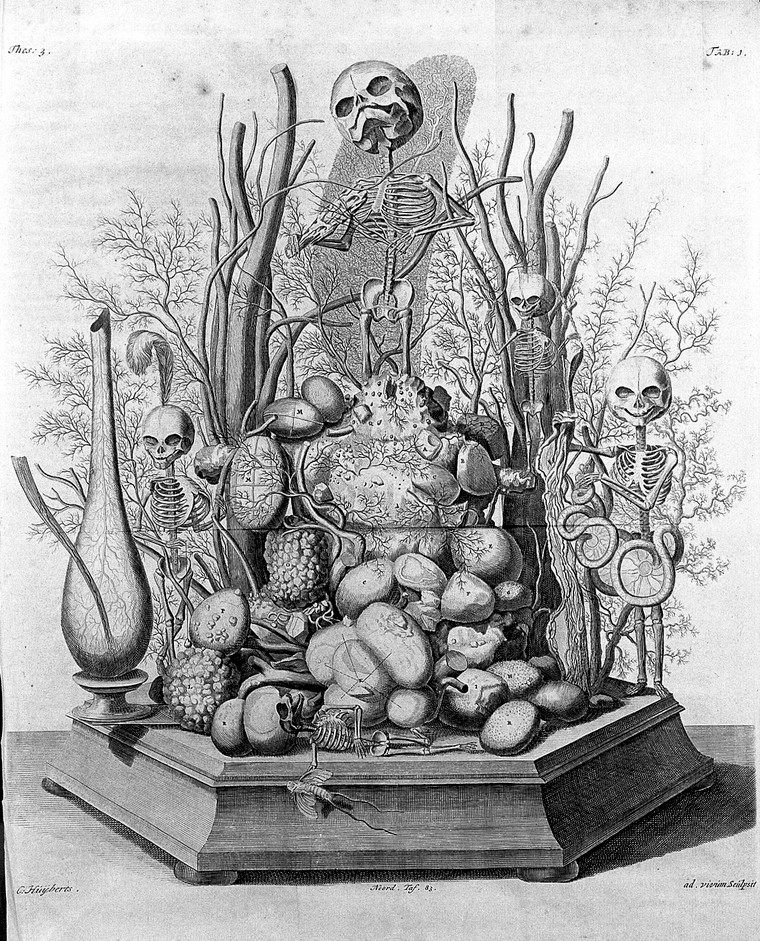 One of Frederik Ruysch's illustrations.