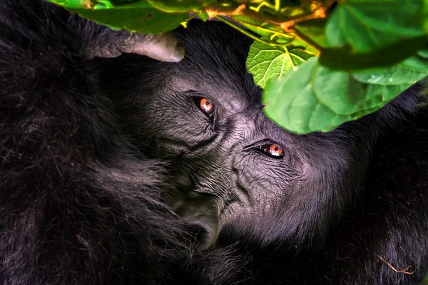 An endangered mountain gorilla in Bwindi Impenetrable Forest.