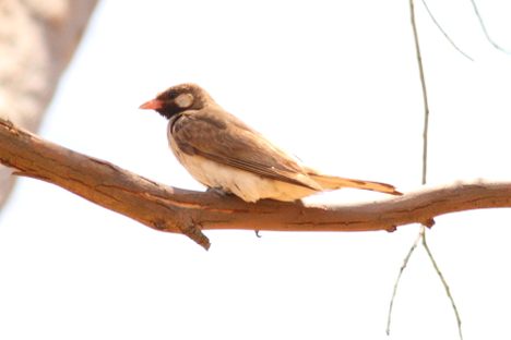 The bird has been working with humans for millennia.