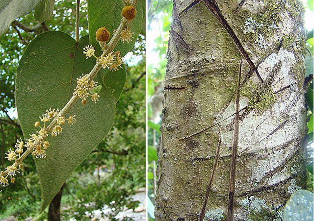 Croton drago (or lechleri), the Dragon's Blood tree