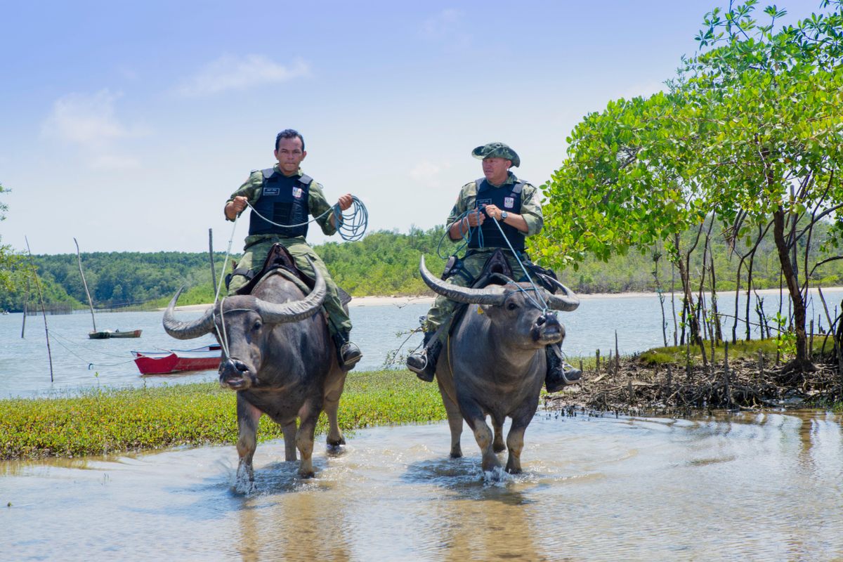 Policemen mounted on buffaloes on Marajó.