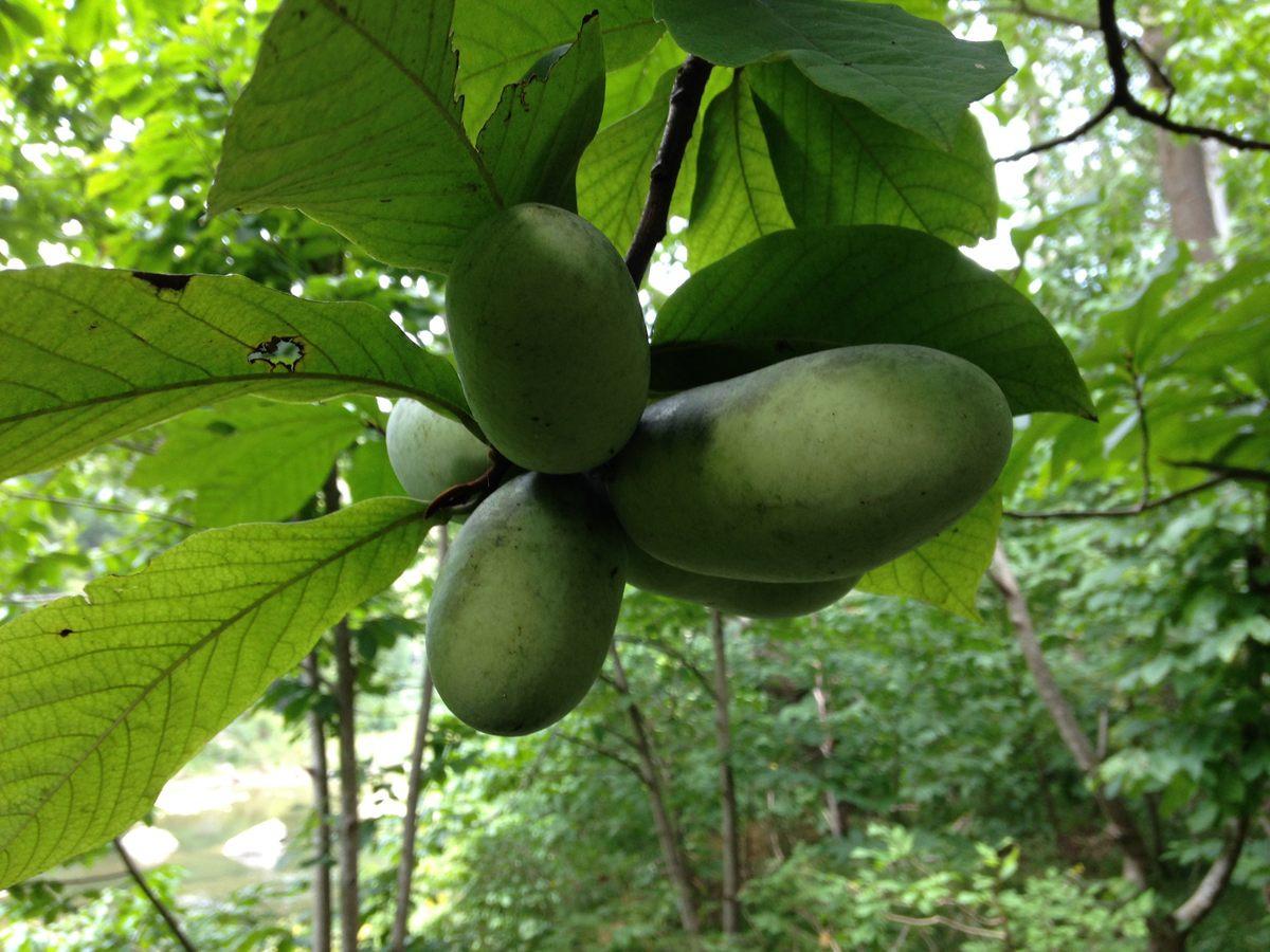 A pawpaw tree growing the enigmatic American pawpaw fruit in Smoke Hole Canyon, West Virginia. The Midwestern pawpaw is often compared to tropical fruits, such as bananas and mangoes.