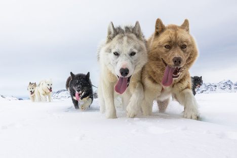 Furry, four-legged friends helped humans range across the Arctic.