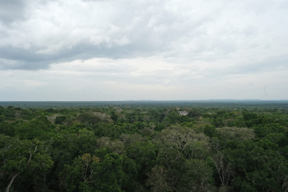 Days of rain complicated the search for jaguars in the Calakmul Biosphere Reserve, located in Mexico's southern state of Campeche.