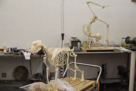 In an Oklahoma Museum: All the Gory Details and Beetles of Skeleton Preparation