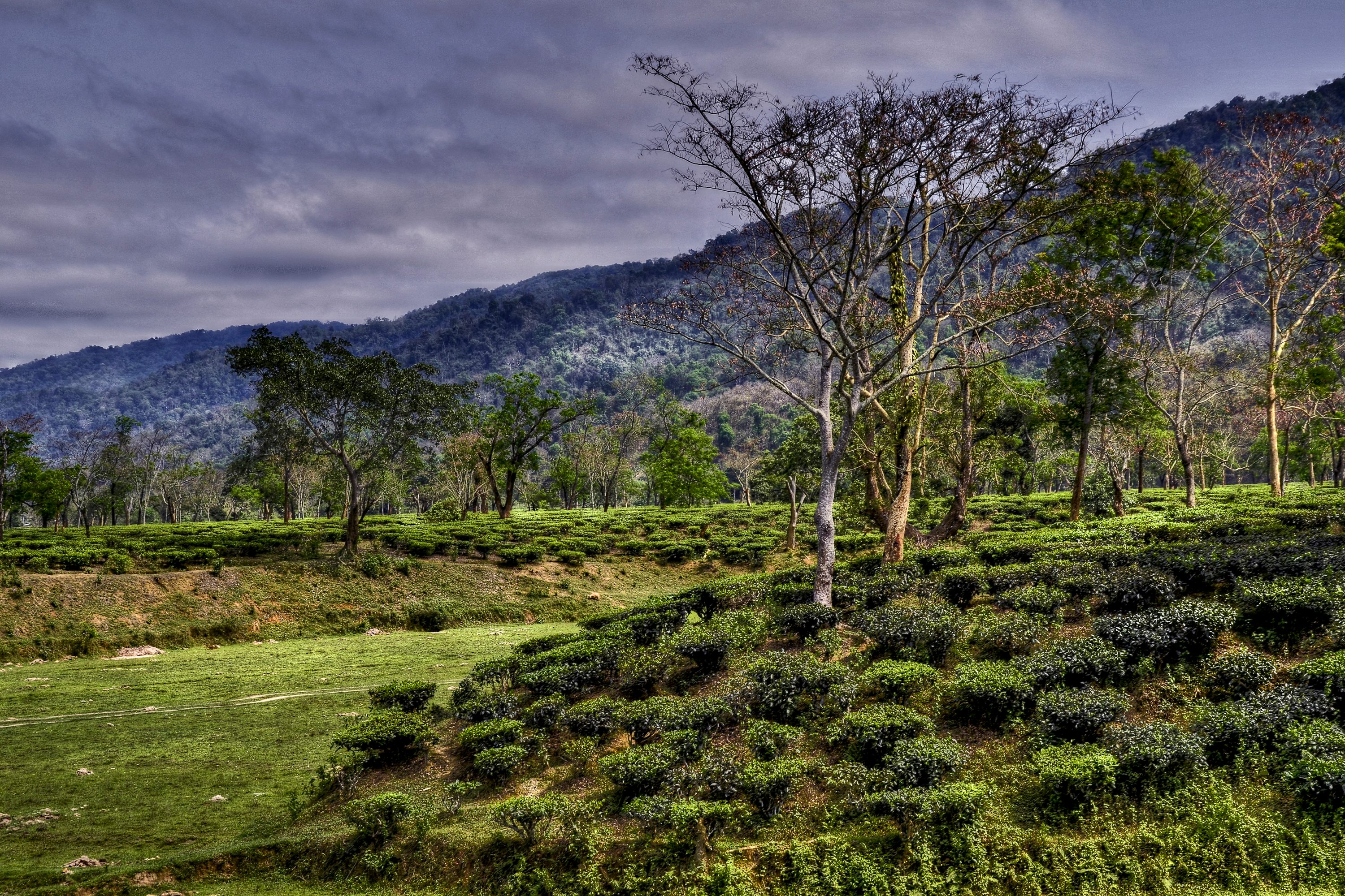 A tea plantation in Assam. 