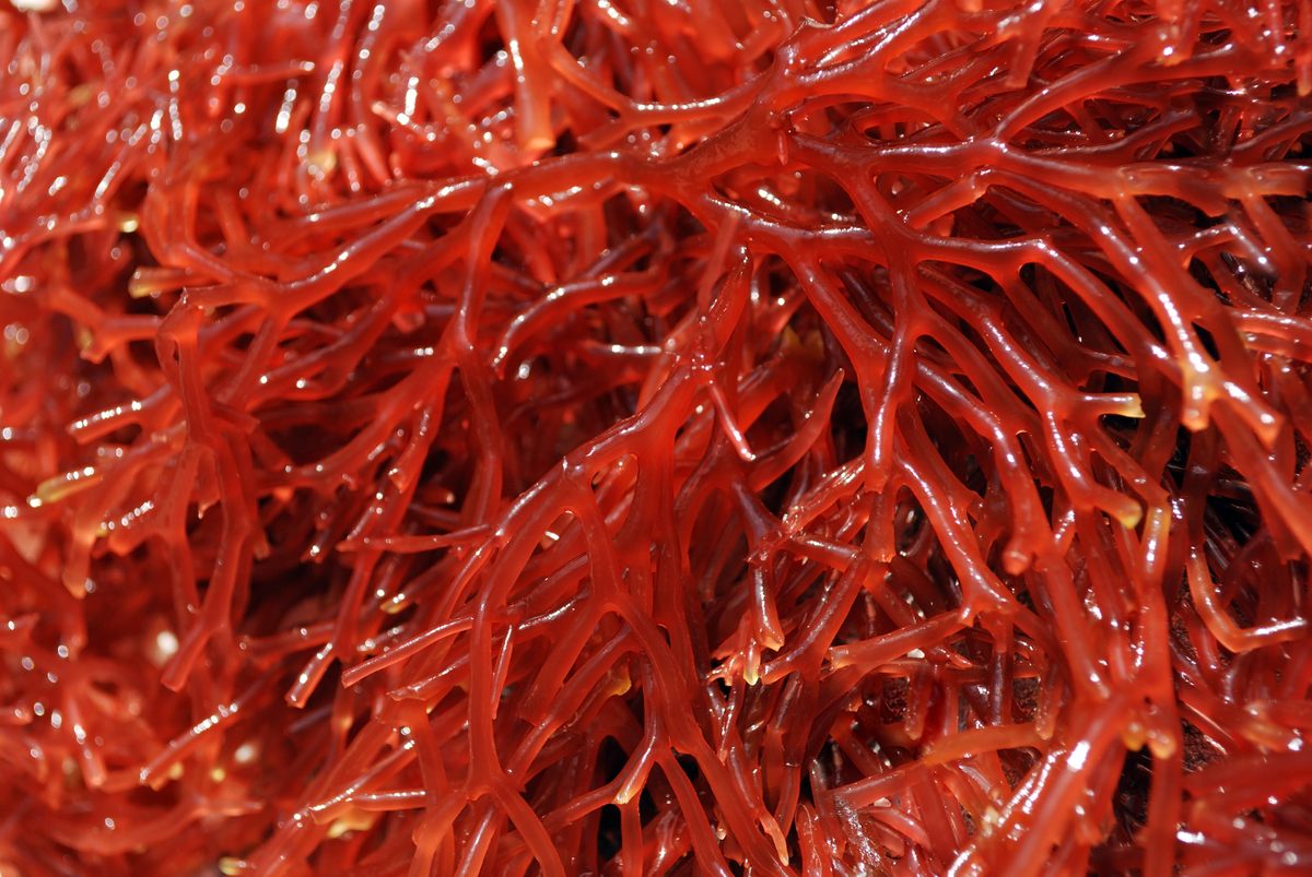 Some species of red seaweed may help tamp down methane emissions from burping cows.